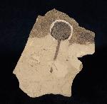 Metasequoia occidentalis CHANEY 1951 - Bild © FossNet FossilienStore
